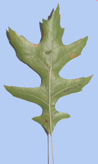 Quercus texana