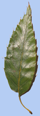 Quercus variabilis