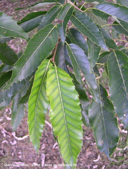 Quercus variabilis