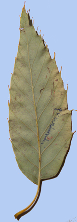 Quercus variabilis