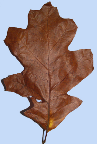 Quercus velutina