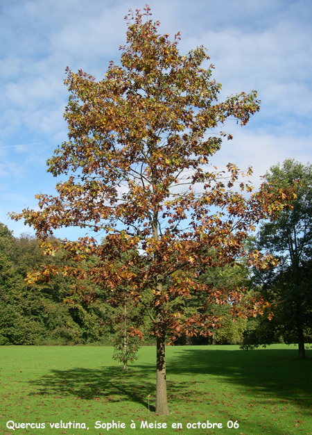 Quercuus velutina