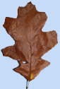 Quercus velutina