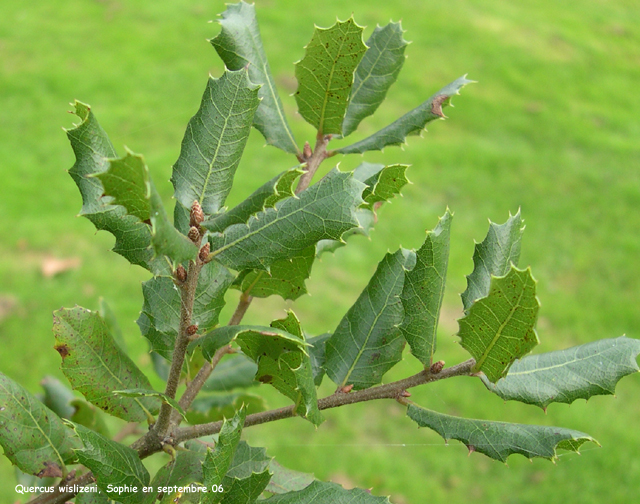 Quercus wislizeni