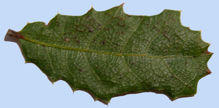 Quercus wislizeni