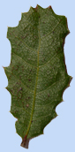 Quercus wislezini