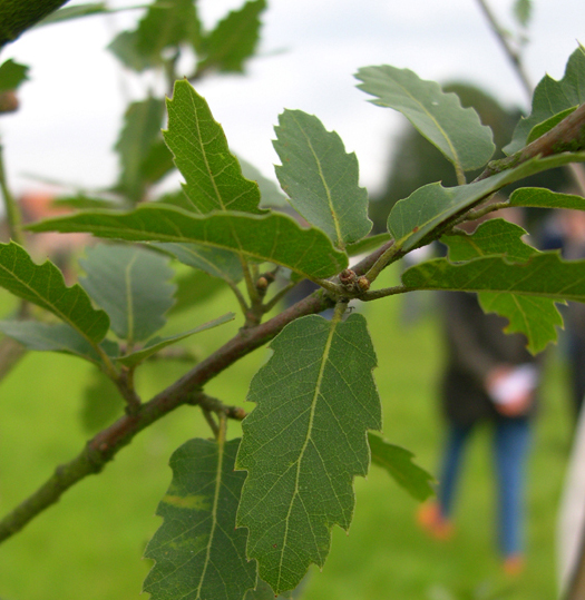 Quercus x kewensis