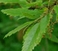 Quercus x libanerris cv