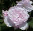 Rosa 'Fantin Latour'