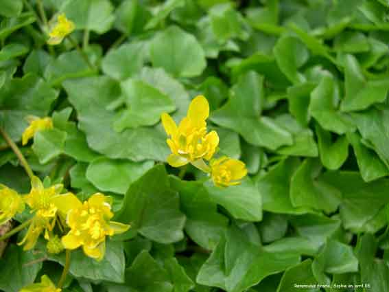 Ranunculus ficaria