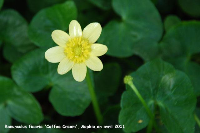 Ranunculus ficaria 'Coffee Cream'