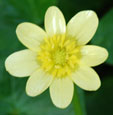 Ranunculus ficaria 'Coffee Cream'