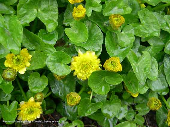 Ranunculus ficaria 'Picton's Double'