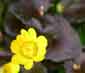 Ranunculus ficaria 'Brazen Hussy'