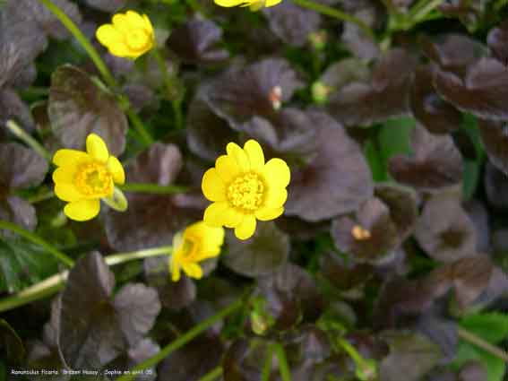 Ranunculus ficaria 'Brazen Hussy'