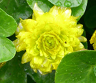 Ranunculus ficaria 'Picton's Double'