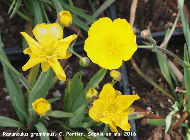 ranunculus gramineus