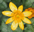 Ranunculus ficaria var. aurantiaca