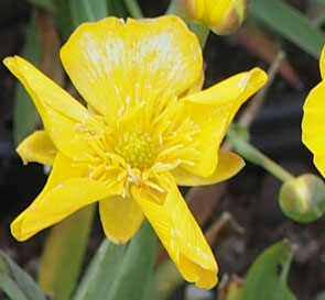 Ranunculus gramineus