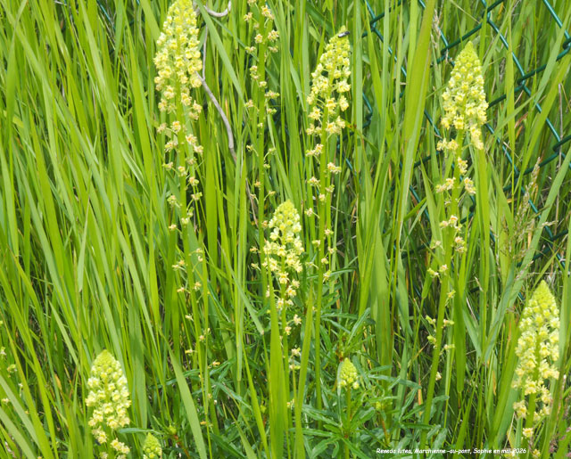 Reseda lutea