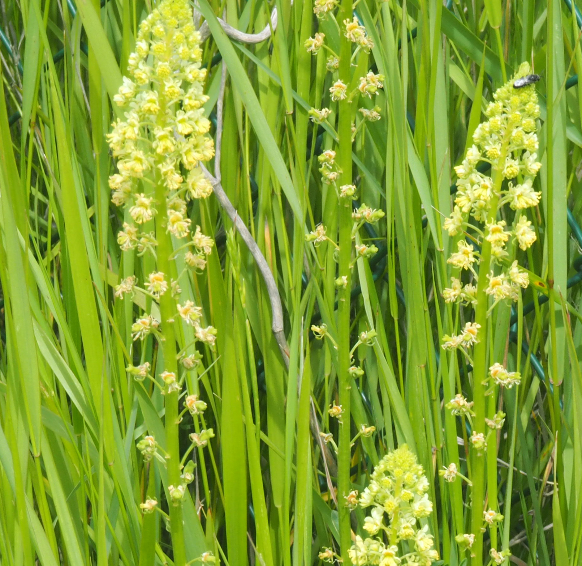 Reseda lutea
