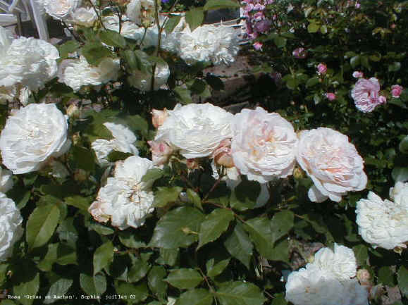 Rosa 'Grüss an Achen'