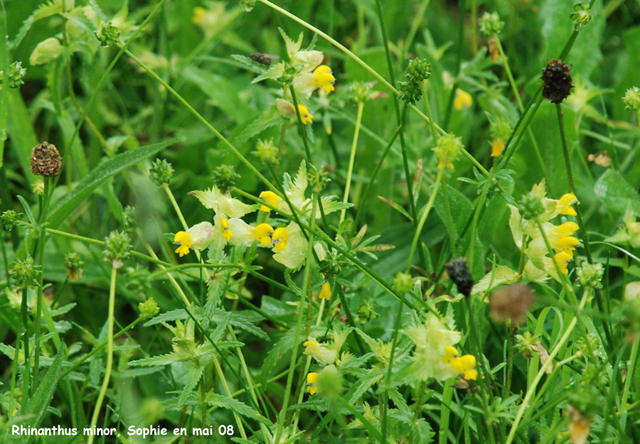 Rhinanthus minor