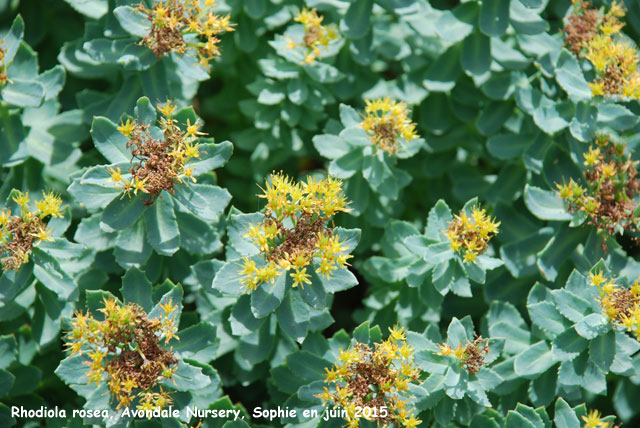 Rhodiola rosea