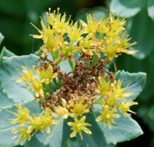 Rhodiola rosea