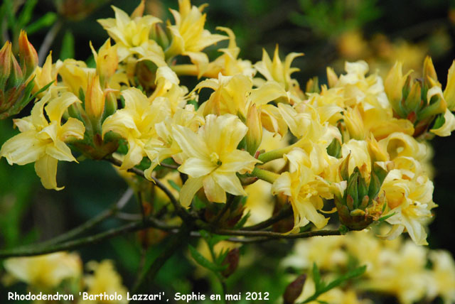 Rhododendron 'Bartholo Lazzari'