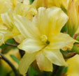 Rhododendron 'Bartholo lazzari'