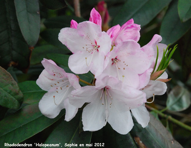 Rhododendron 'Halopeanum'