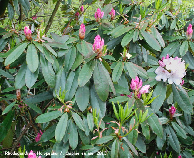 Rhododendron 'Halopeanum
