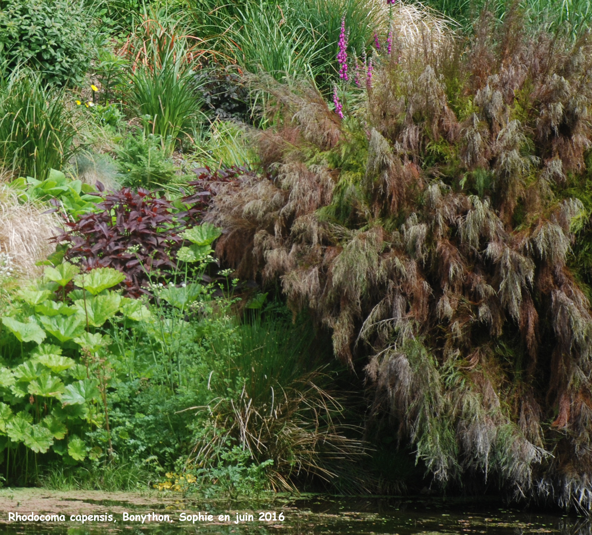 Rhodocoma capensis