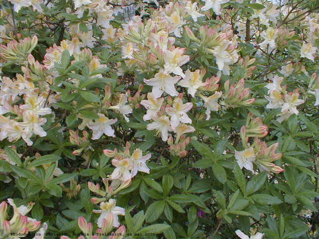 Rhododendron 'Daviesii'