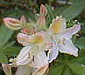 Rhododendron 'Daviesii'