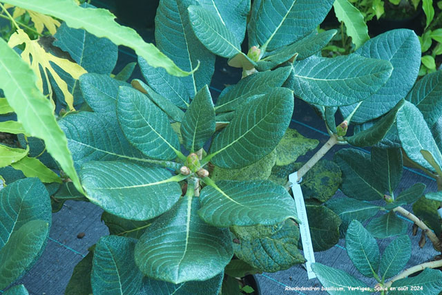 Rhododendron basilicum