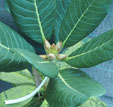 Rhododendron basilicum 