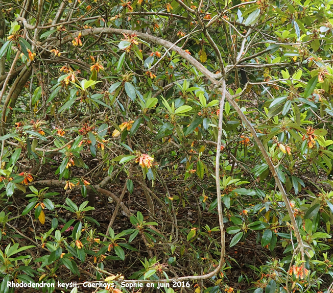 Rhododendron keysii