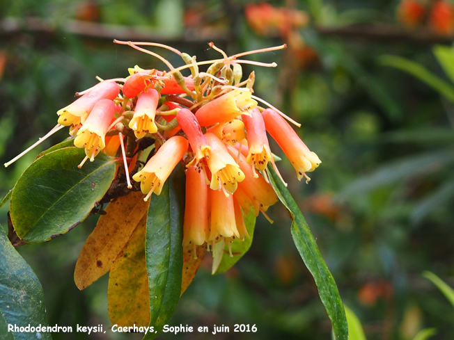 Rhododendron keysii