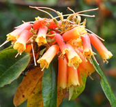 Rhododendron keysii