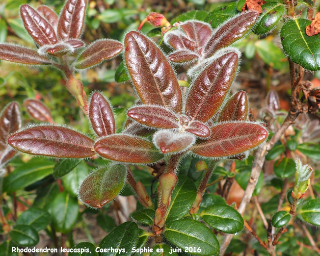 Rhododendron leucaspis