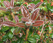 Rhododendron leucapsis