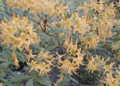 Rhododendron luteum