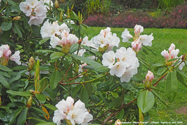 Rhododendron 'Mount Everest'