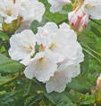 Rhododendron 'Mount Everest'