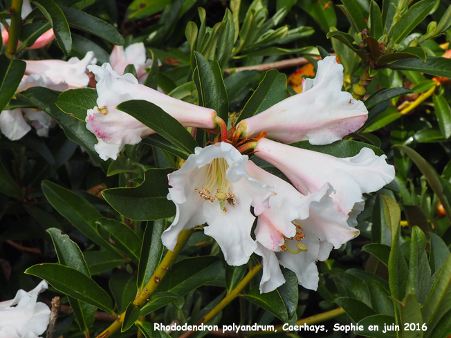 Rhododendron polyandrum