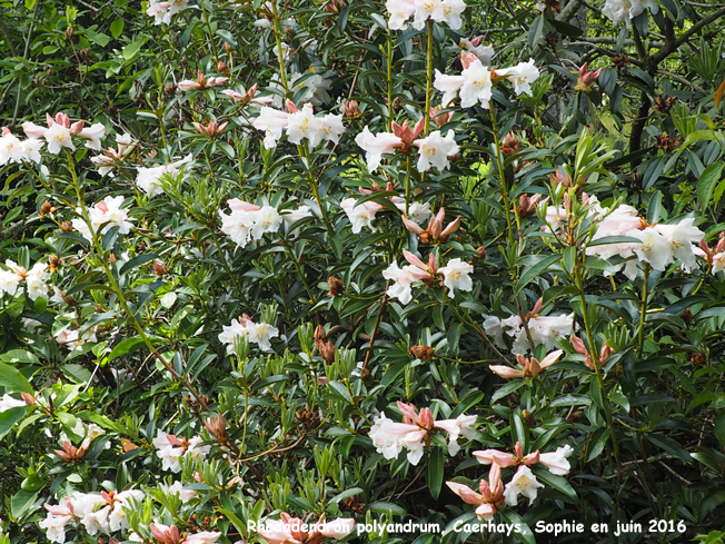 Rhododendron polyandrum