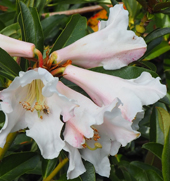 Rhododendron polyandrum