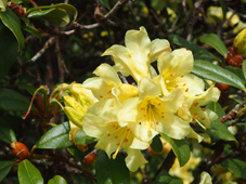 Rhododendron 'Saffron Queen'